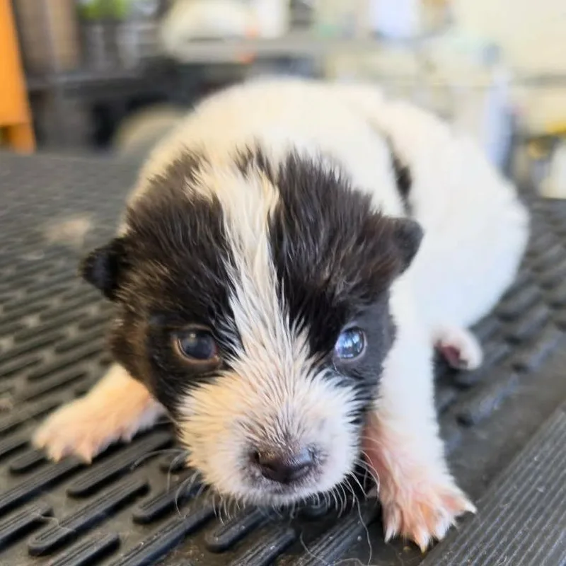 A baby medium-sized male White / Cream Husky dog named Thanos for adoption in Phoenix, AZ