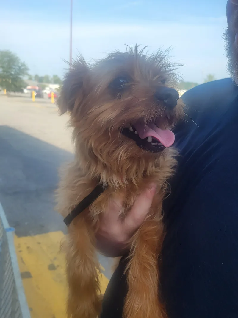 An adult small-sized male Yorkshire Terrier dog named Royce for adoption in Rocky Mount, NC