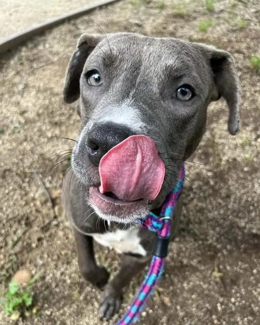 A young medium-sized male Pit Bull Terrier dog named Darius for adoption in Sacramento, CA