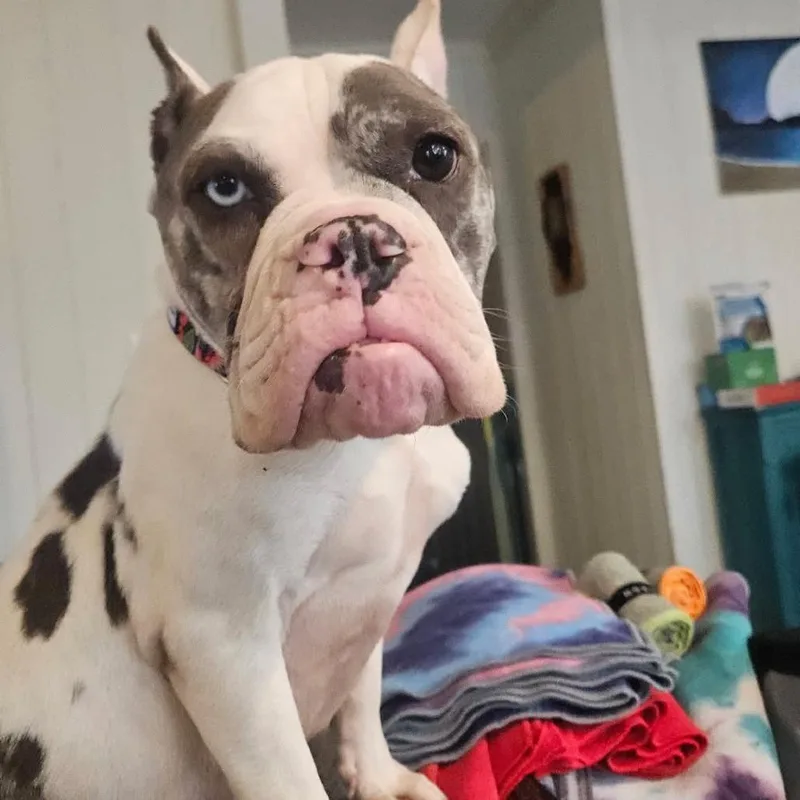 Reece Wigglespoon thumbnail 2