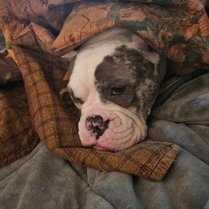 Reece Wigglespoon thumbnail 3