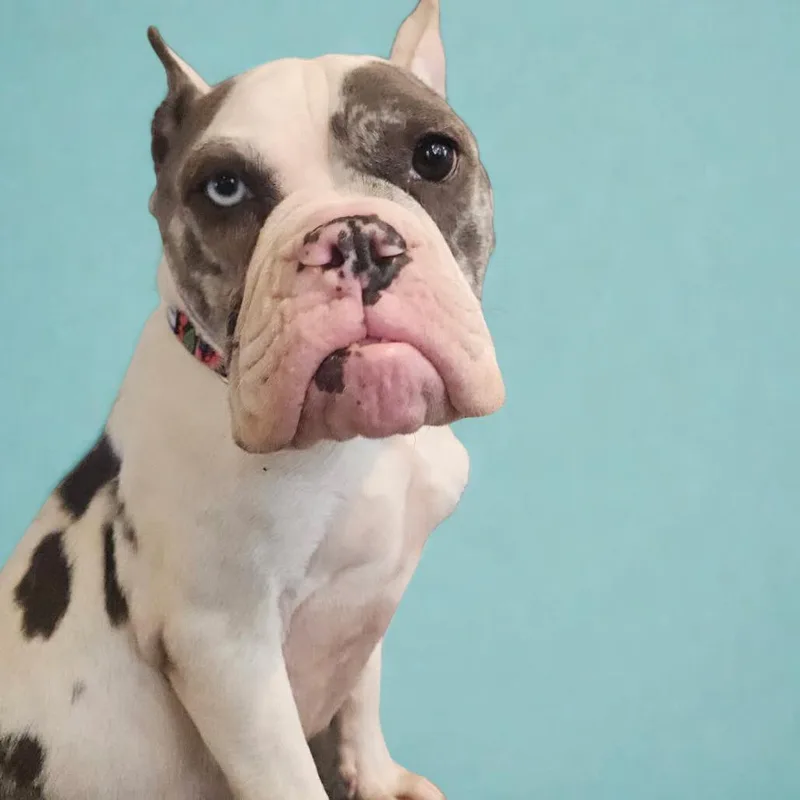 Reece Wigglespoon thumbnail 5