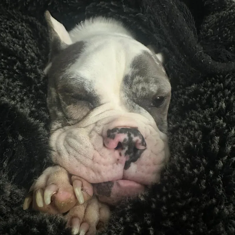 Reece Wigglespoon thumbnail 6