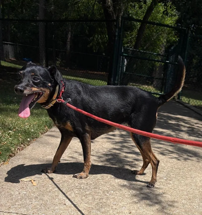 A senior small-sized female Miniature Pinscher dog named Ruthie for adoption in Little Rock, AR