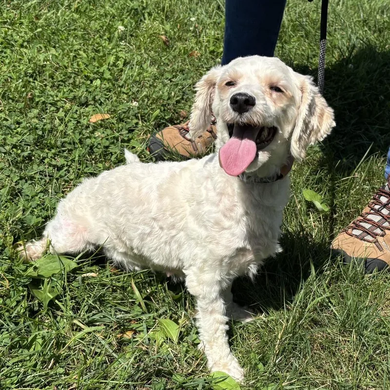 An adult small-sized female White / Cream Miniature Poodle dog named MONTStray for adoption in Perkiomenville, PA