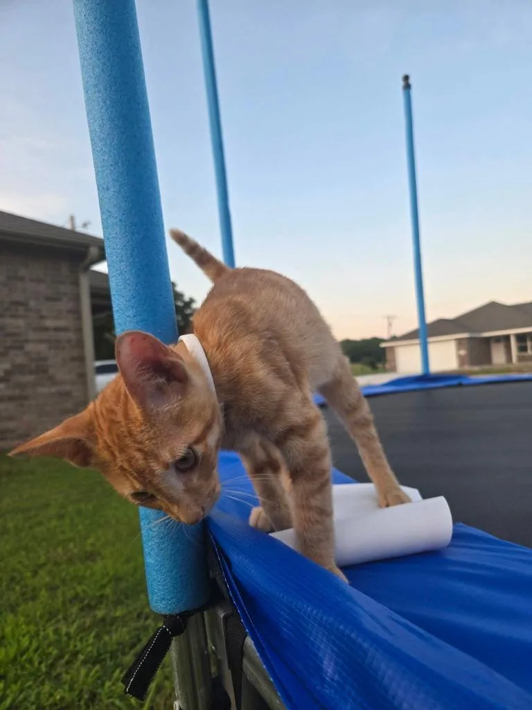 A baby medium-sized male Domestic Short Hair cat named Soda Pop for adoption in Miami, OK