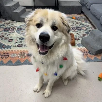 An adult extra large-sized male Great Pyrenees dog named Cody for adoption in Wheaton, IL