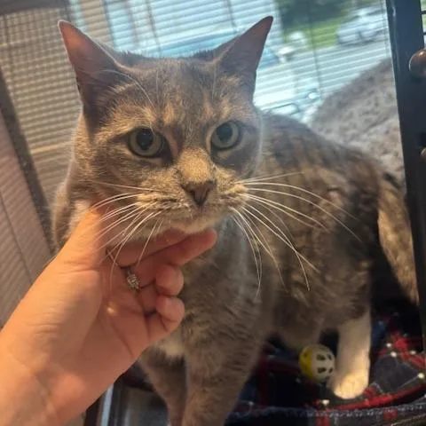 Lola thumbnail 2