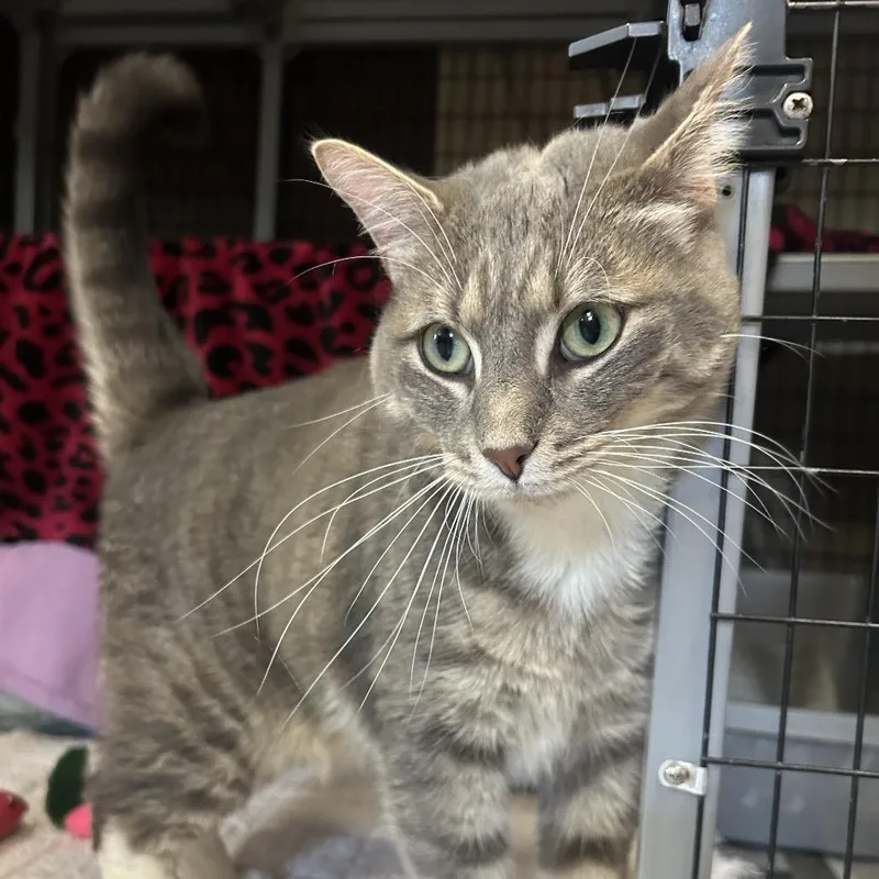 An adult large-sized male Gray / Blue / Silver Domestic Short Hair cat named Sim Sim for adoption in Charlottesville, VA