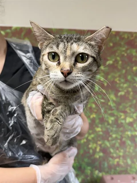 A young medium-sized female Domestic Short Hair cat named Gertrude for adoption in San Antonio, TX