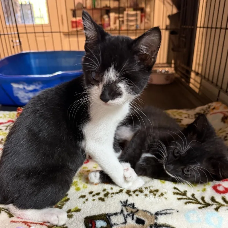 A baby medium-sized male Domestic Medium Hair cat named Pepe Le Pew for adoption in Lincoln, CA