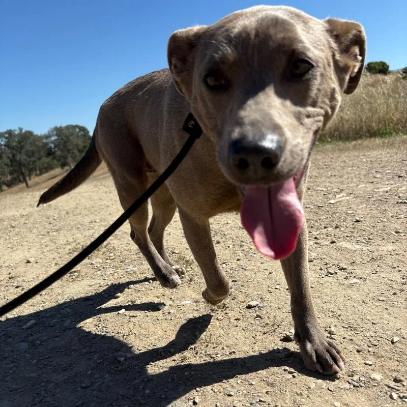 An adult small-sized female Gray / Blue / Silver Mixed Breed dog named Nova for adoption in Ione, CA