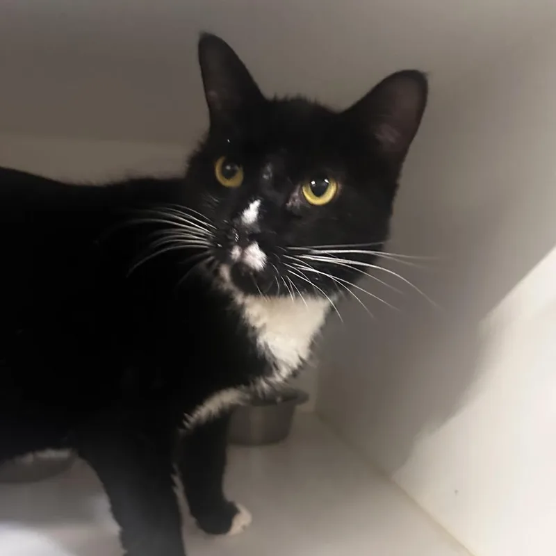 An adult medium-sized female Black Domestic Short Hair cat named Freya for adoption in Dearborn, MI