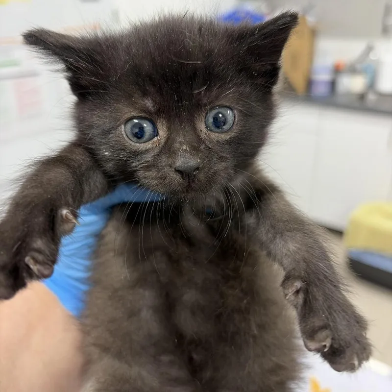 A baby small-sized female Black Domestic Short Hair cat named Cyan for adoption in Newark, NJ