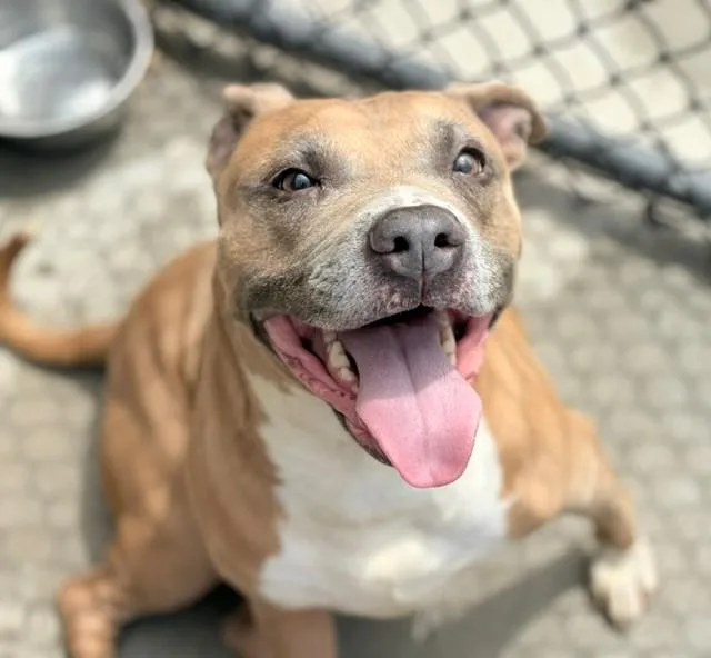 An adult large-sized female Pit Bull Terrier dog named Buttercup for adoption in Tulsa, OK