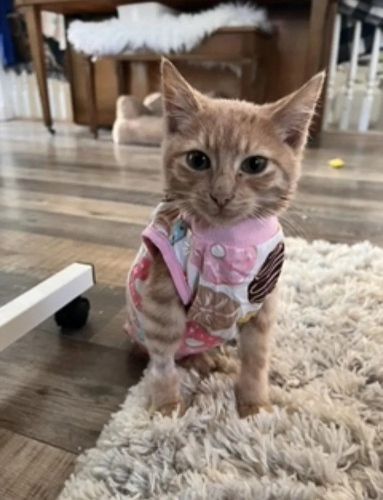 A baby small-sized female Domestic Short Hair cat named Remy BZ for adoption in O'Fallon, MO