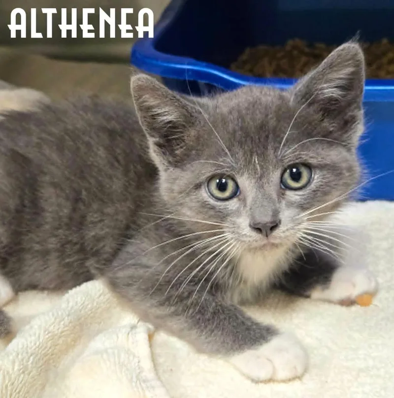 A baby small-sized female Domestic Short Hair cat named Althenea for adoption in Blountville, TN