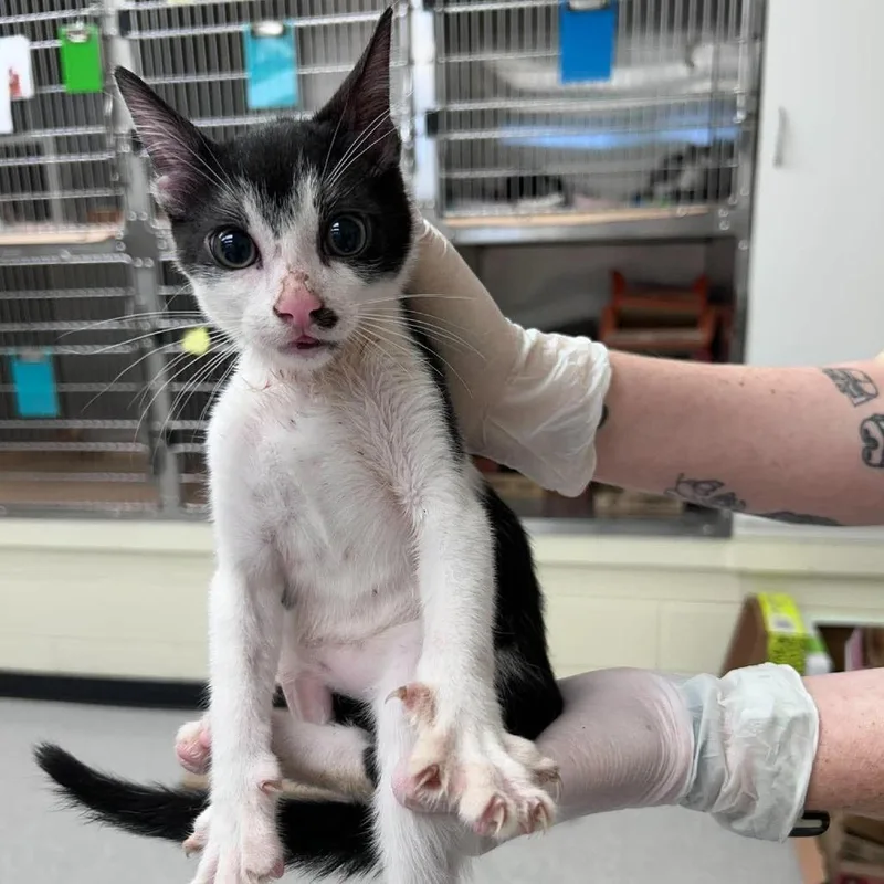 A baby small-sized male Domestic Short Hair cat named Frodo for adoption in Bastrop, TX