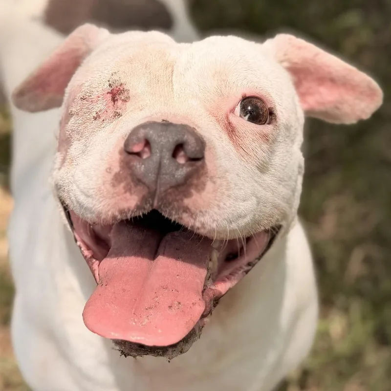 An adult medium-sized female White / Cream American Bulldog dog named Coral for adoption in Springboro, OH