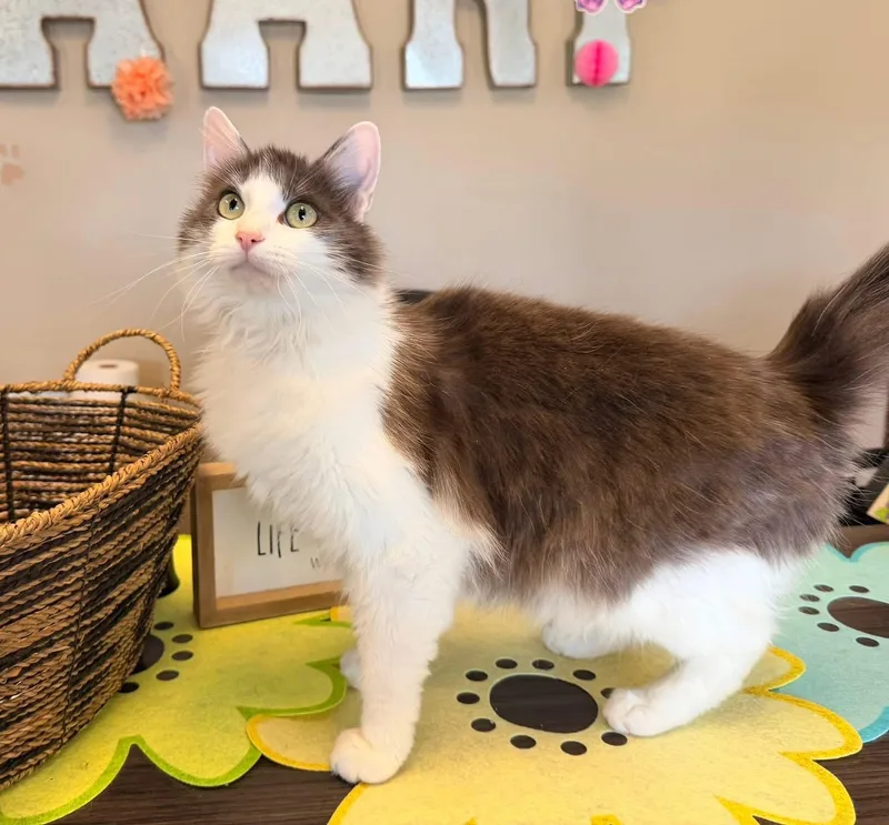 A young medium-sized female Domestic Medium Hair cat named Silvermist for adoption in Ashland, KY