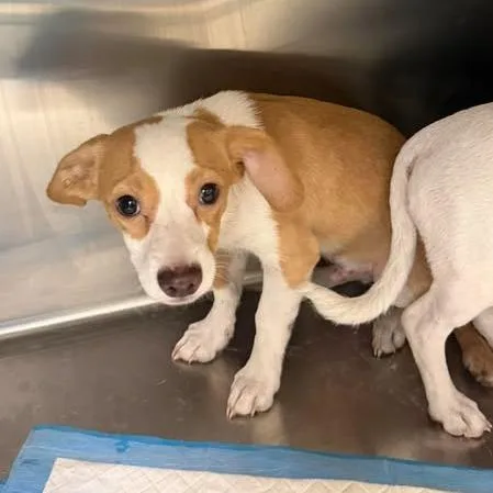 A baby small-sized male Dachshund dog named Ollie for adoption in Bastrop, TX