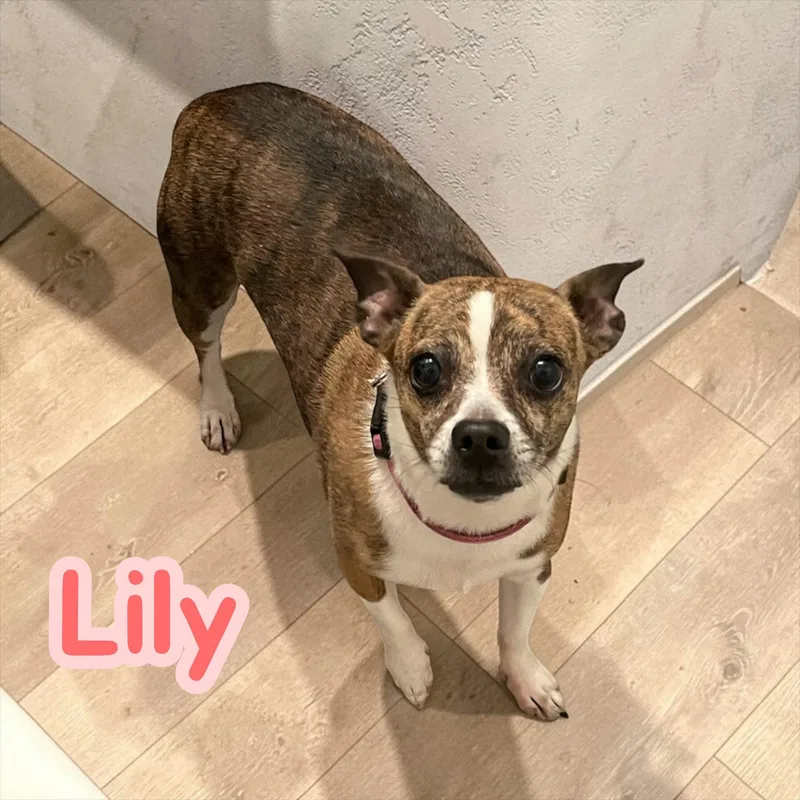 Lily