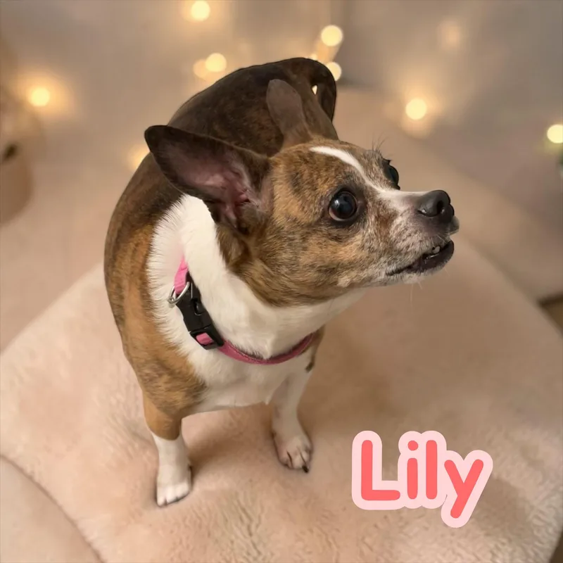 Lily thumbnail 4