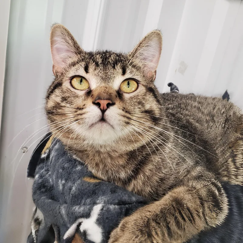 A young medium-sized male Brown / Chocolate Domestic Short Hair cat named Everest for adoption in Marseilles, IL