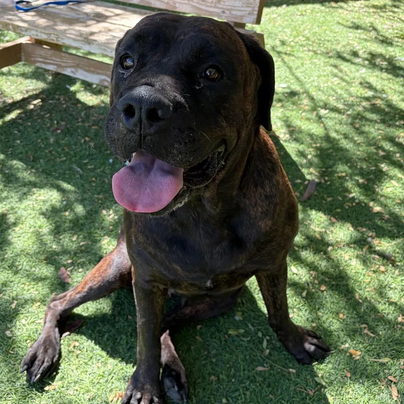 An adult extra large-sized female Brindle Cane Corso dog named Imogen for adoption in Henderson, NV