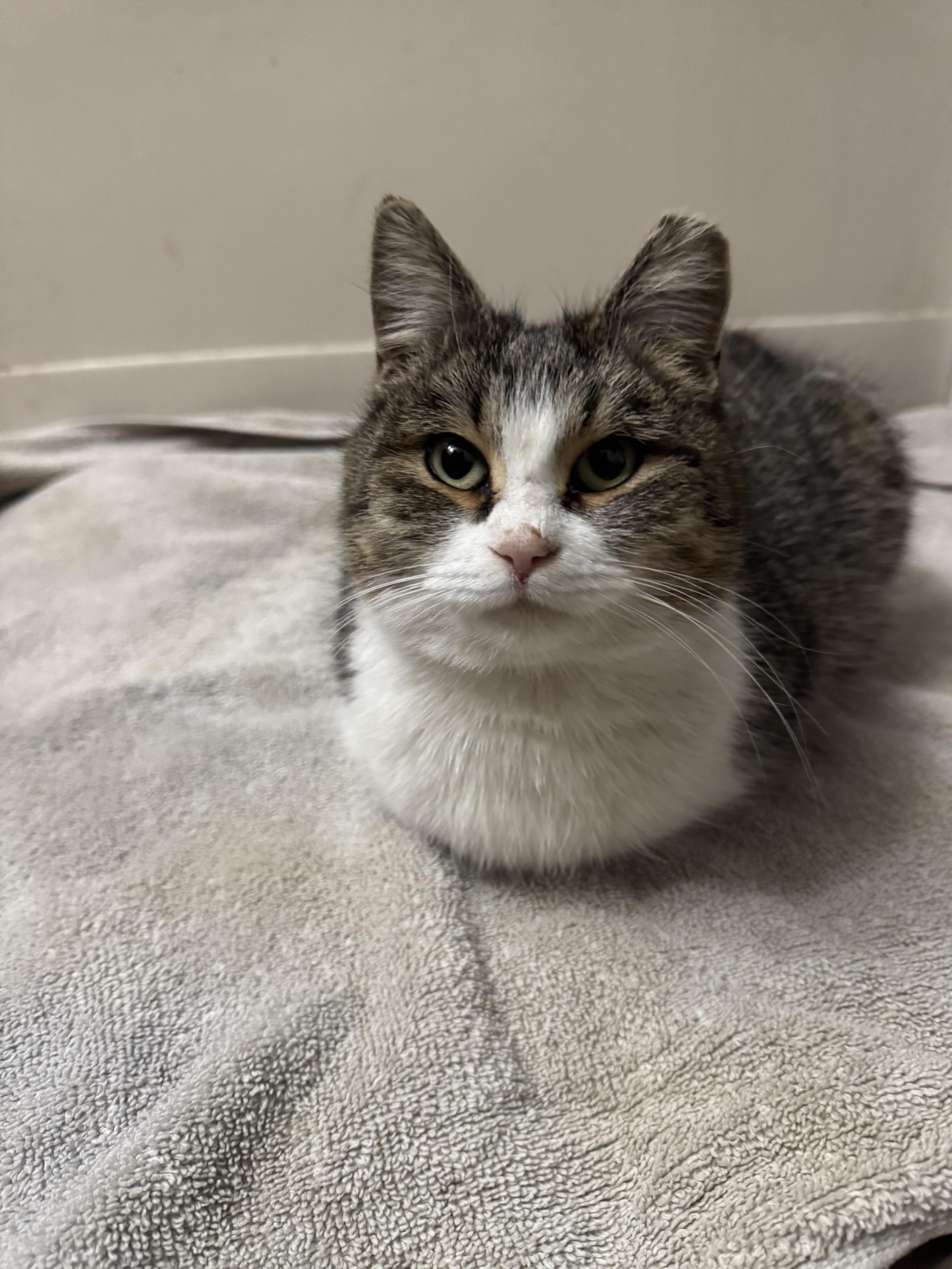 A young medium-sized female Black Domestic Short Hair cat named Ghost for adoption in Grand Rapids, MI