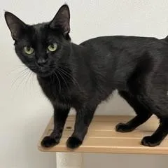 A young medium-sized female Black Domestic Short Hair cat named Stella for adoption in Green Valley, AZ