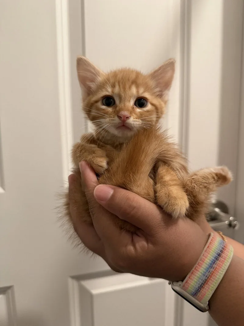 A baby medium-sized male Orange / Red Domestic Short Hair cat named Ginger Ale for adoption in Herndon, VA