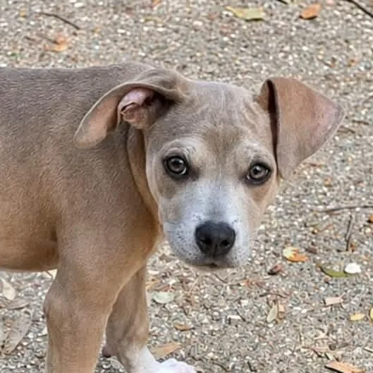 A baby small-sized female Chihuahua dog named Celine for adoption in Milton, FL
