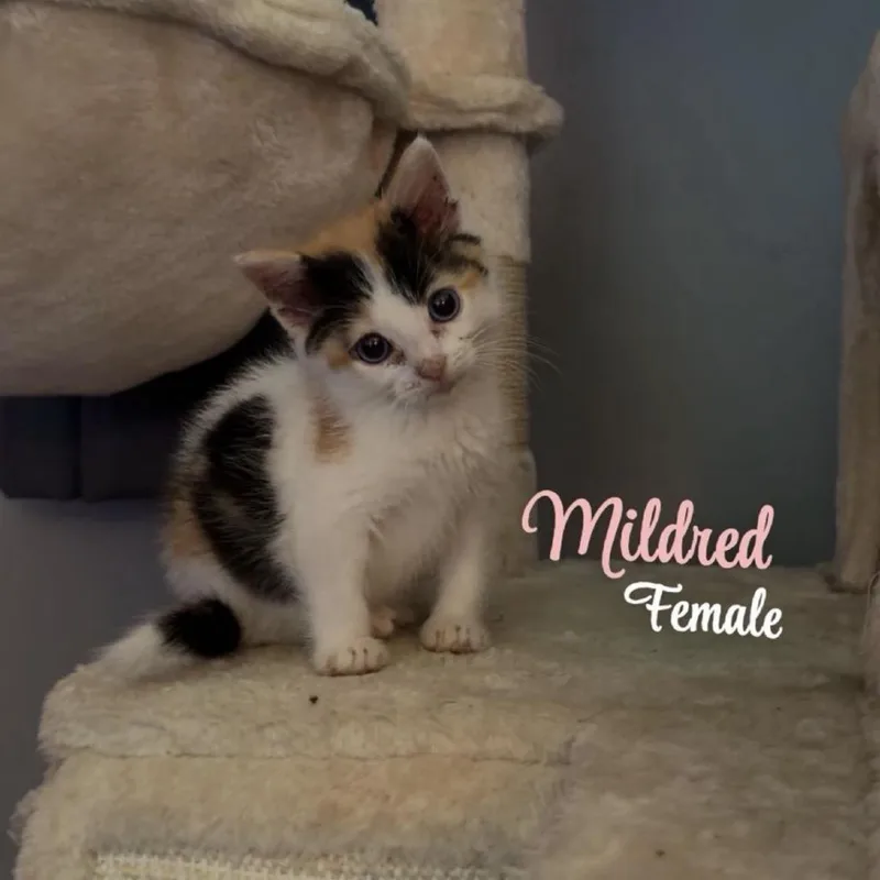 A baby small-sized female Calico Domestic Short Hair cat named Mildred for adoption in Coralville, IA
