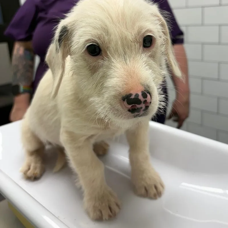 A baby small-sized male White / Cream Terrier dog named Blizzard for adoption in Morganton, NC