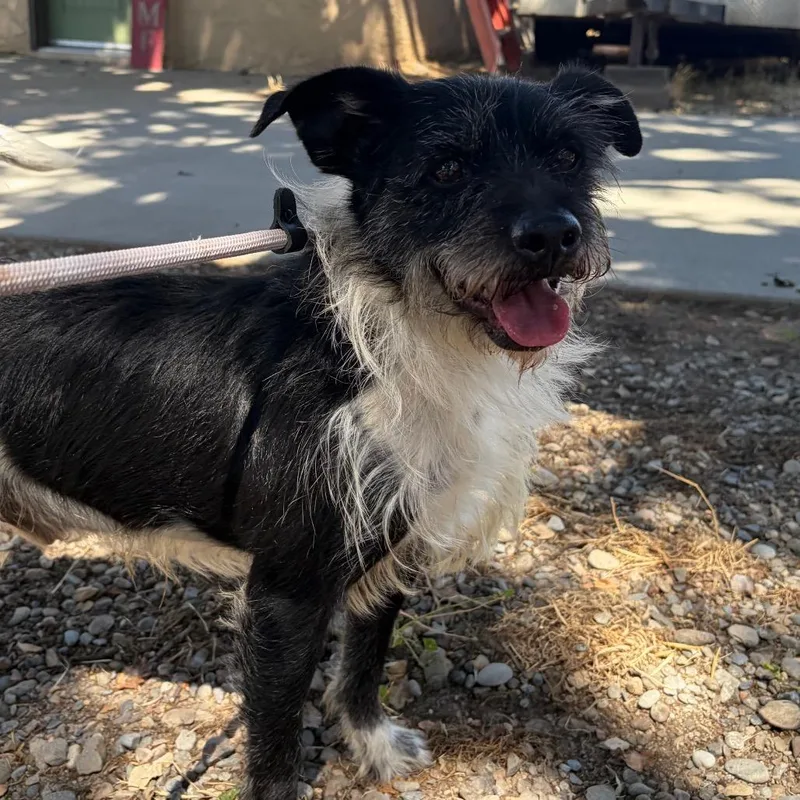 An adult medium-sized male Black Fox Terrier dog named Finnegan for adoption in Chico, CA