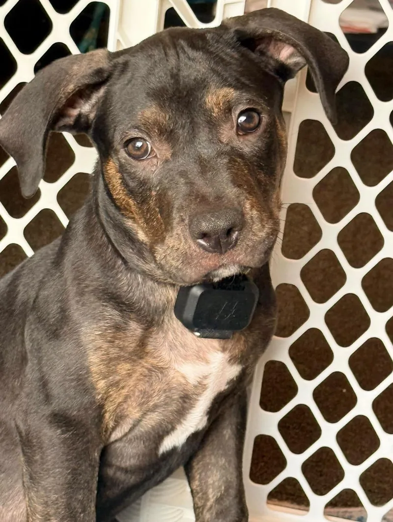 A baby large-sized male Black Pit Bull Terrier dog named Scout for adoption in Folkston, GA