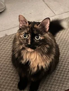 An adult small-sized female Domestic Long Hair cat named Diane for adoption in Miami, FL