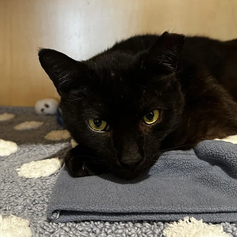 A senior large-sized male Black Domestic Short Hair cat named Goat for adoption in Washington Township, OH