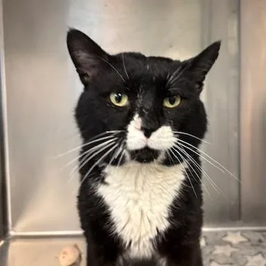 An adult large-sized male Black & White / Tuxedo Domestic Short Hair cat named Crumpet for adoption in Braintree, MA