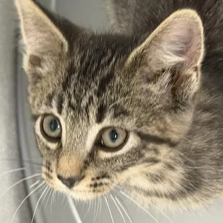 A baby large-sized female Domestic Short Hair cat named Walmart for adoption in Bryan, OH