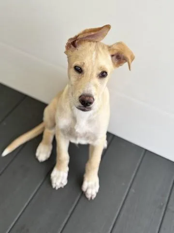 A baby small-sized male Labrador Retriever dog named Miguel for adoption in San Bernardino, CA