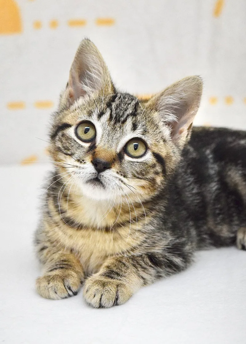 A baby medium-sized female Tabby (Brown / Chocolate) Domestic Short Hair cat named Strawberry Shortcake for adoption in Dublin, CA