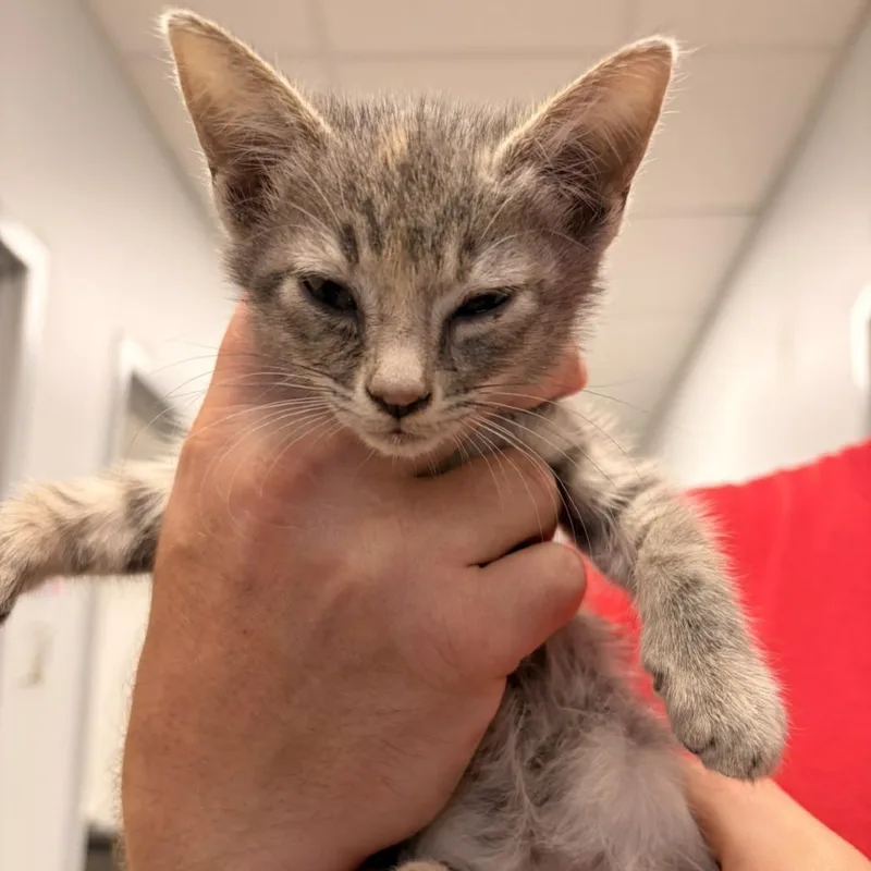 A baby small-sized female Gray / Blue / Silver Domestic Short Hair cat named Rain for adoption in Marshall, TX