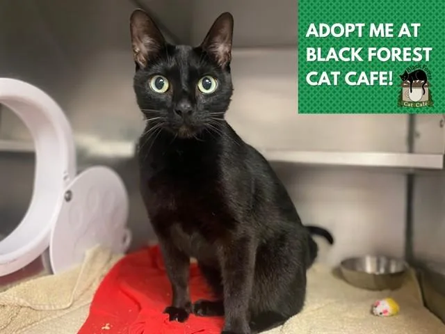 A young medium-sized male Domestic Short Hair cat named Chopper for adoption in Fort Wayne, IN