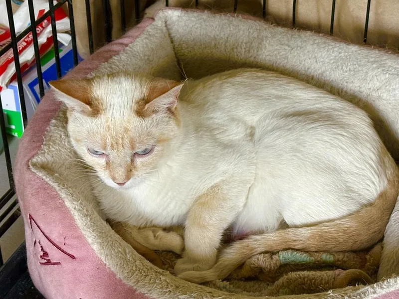 A young medium-sized female Siamese cat named Rosie for adoption in East Greenville, PA