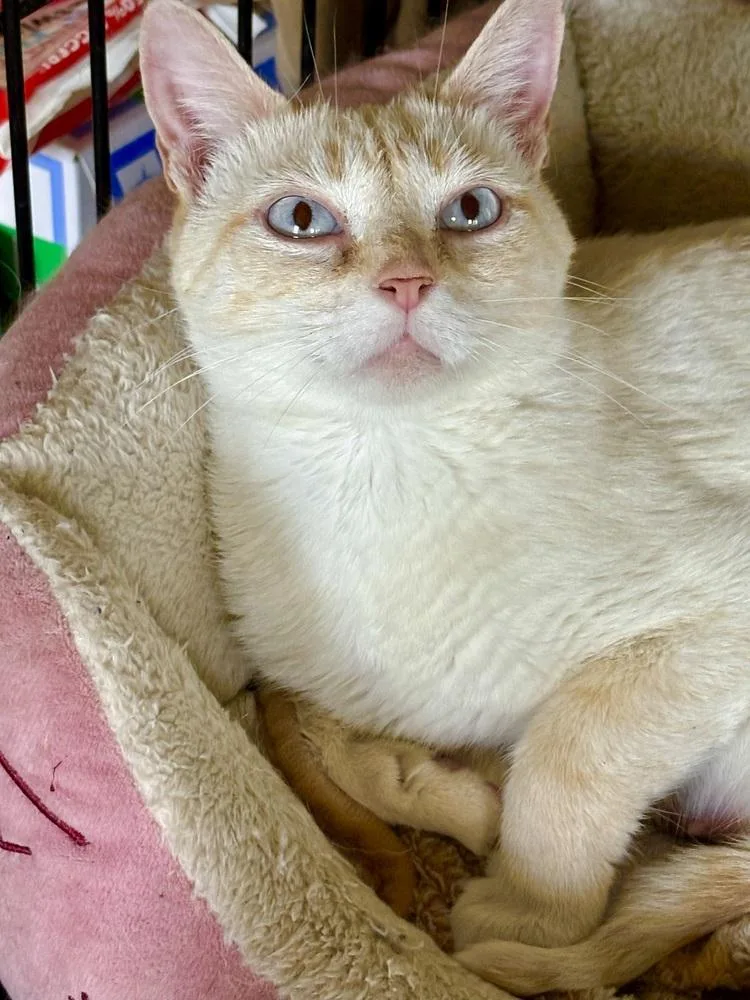 Rosie thumbnail 6