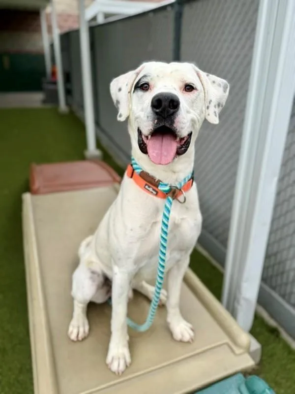 A young medium-sized male Labrador Retriever dog named Cookies n' Cream for adoption in Salt Lake City, UT
