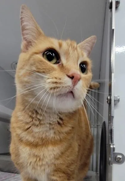 A baby medium-sized female Domestic Short Hair cat named Andy for adoption in Elmira, NY