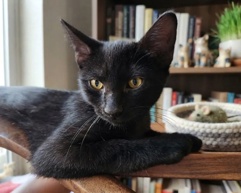 A baby medium-sized male Black Domestic Short Hair cat named Tar for adoption in Fort Myers, FL
